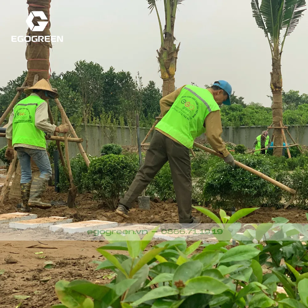 Xới và cải tạo lại đất.